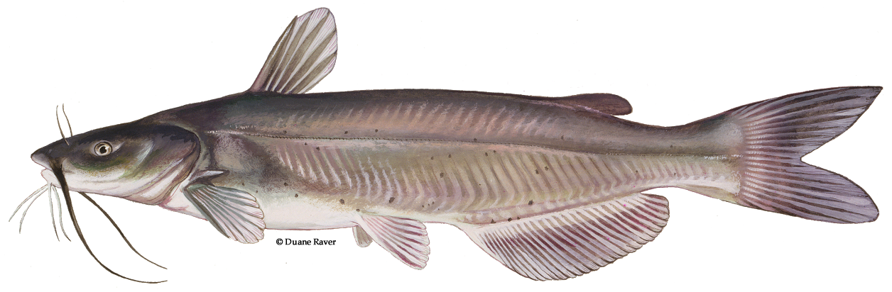 Channel Catfish Illustration PNG image