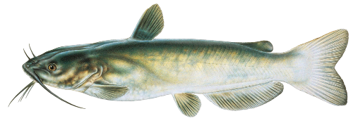 Channel Catfish Illustration PNG image