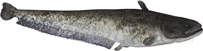 Channel Catfish Side View PNG image