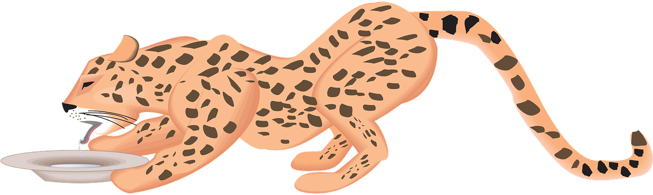 Cheetah Drinking Water Illustration PNG image