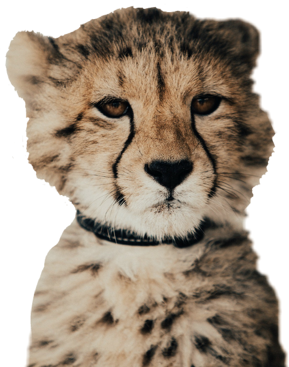 Cheetah Portrait Intense Gaze PNG image