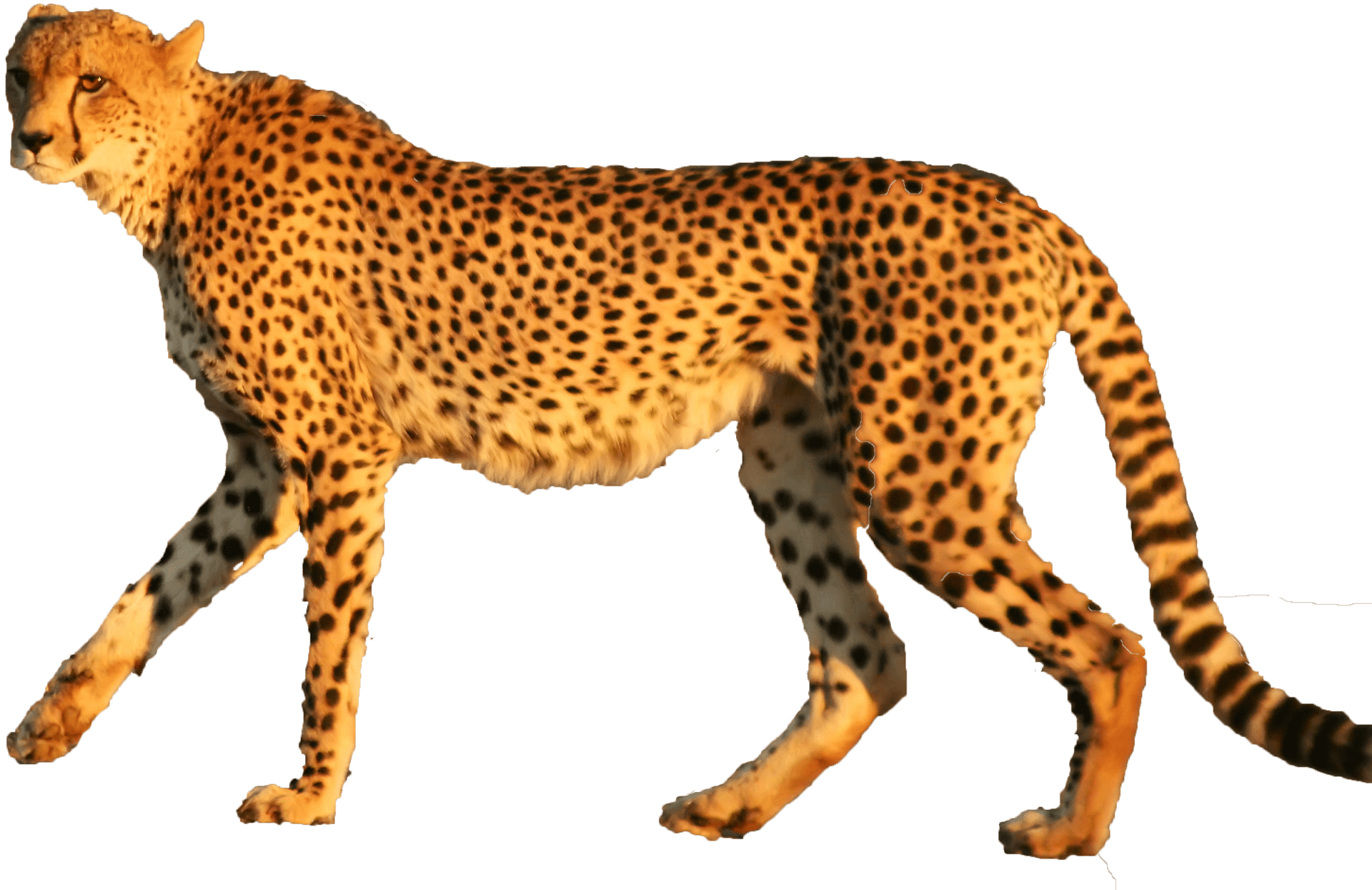 Cheetah Walking Profile PNG image