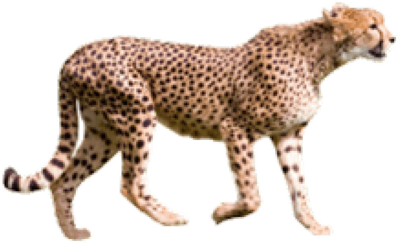 Cheetah Walking Transparent Background PNG image
