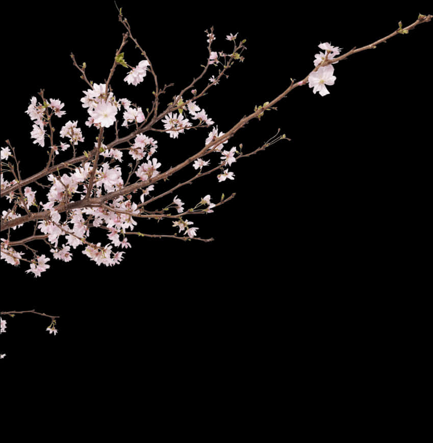 Cherry Blossom Branch Night Sky PNG image