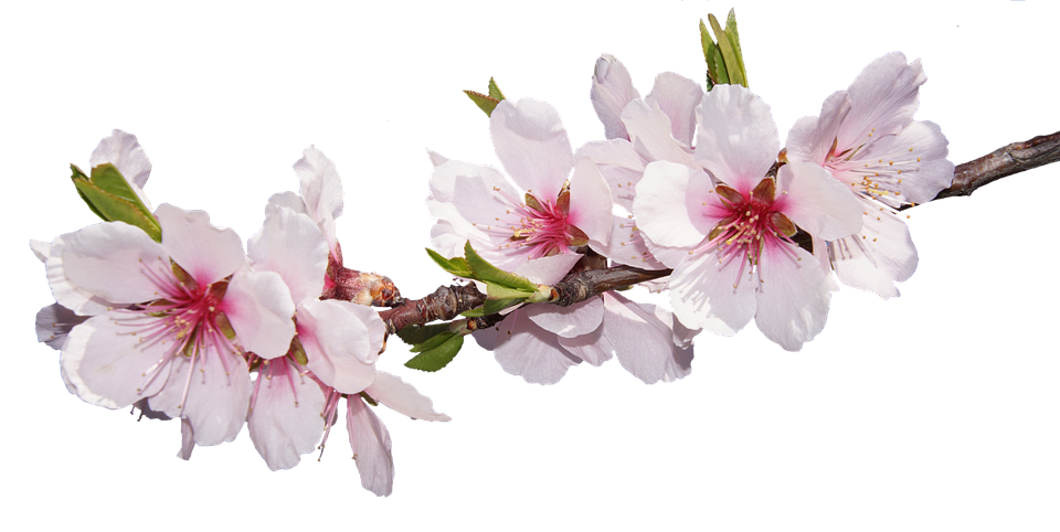 Cherry Blossom Branch.png PNG image