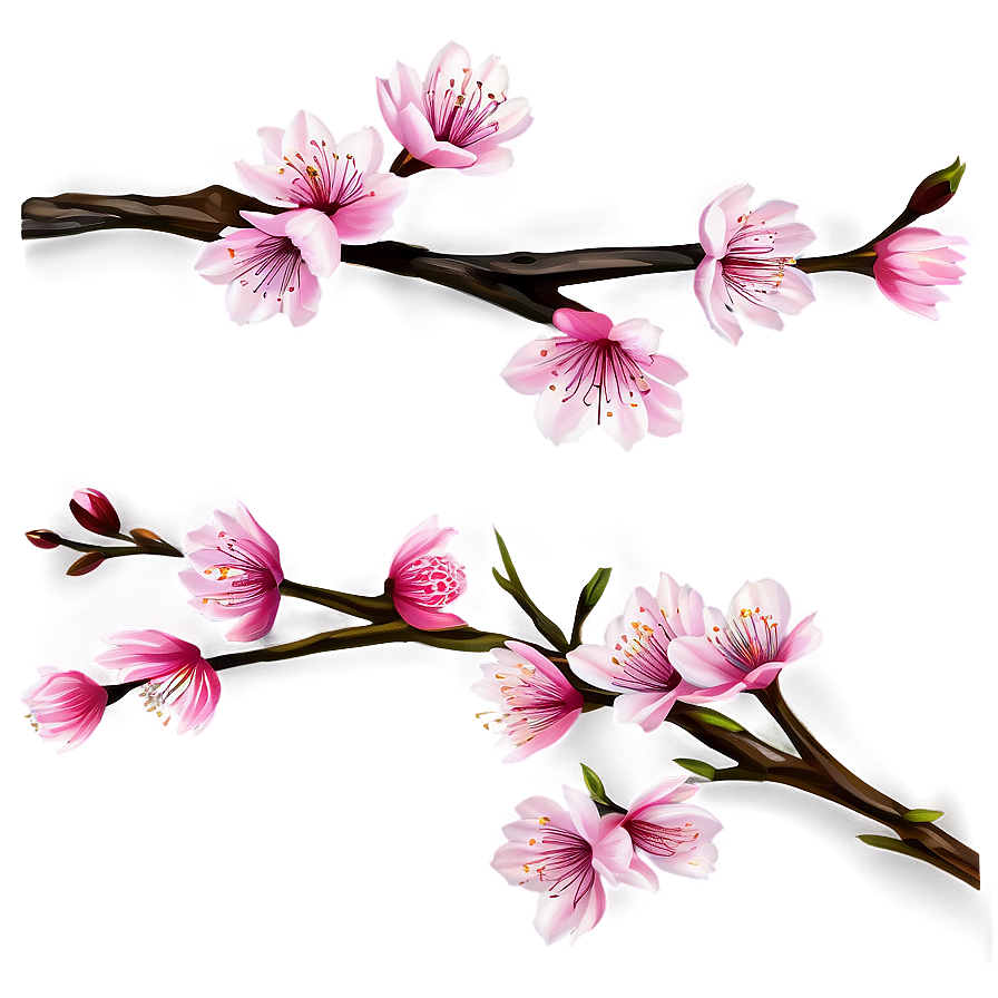 Cherry Blossom Branches Png Saf PNG image