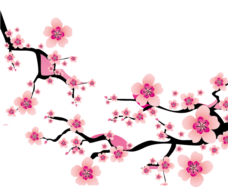 Cherry Blossom Branches Vector PNG image