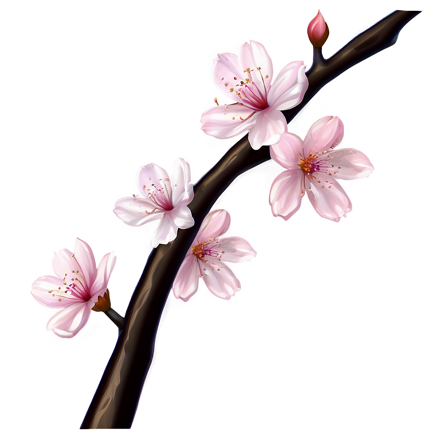 Cherry Blossom Drawing Png Oui60 PNG image