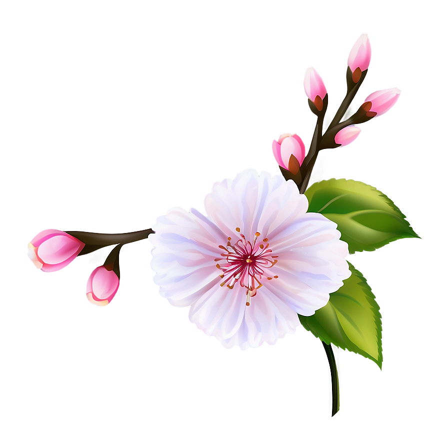 Cherry Blossom Flower D PNG image