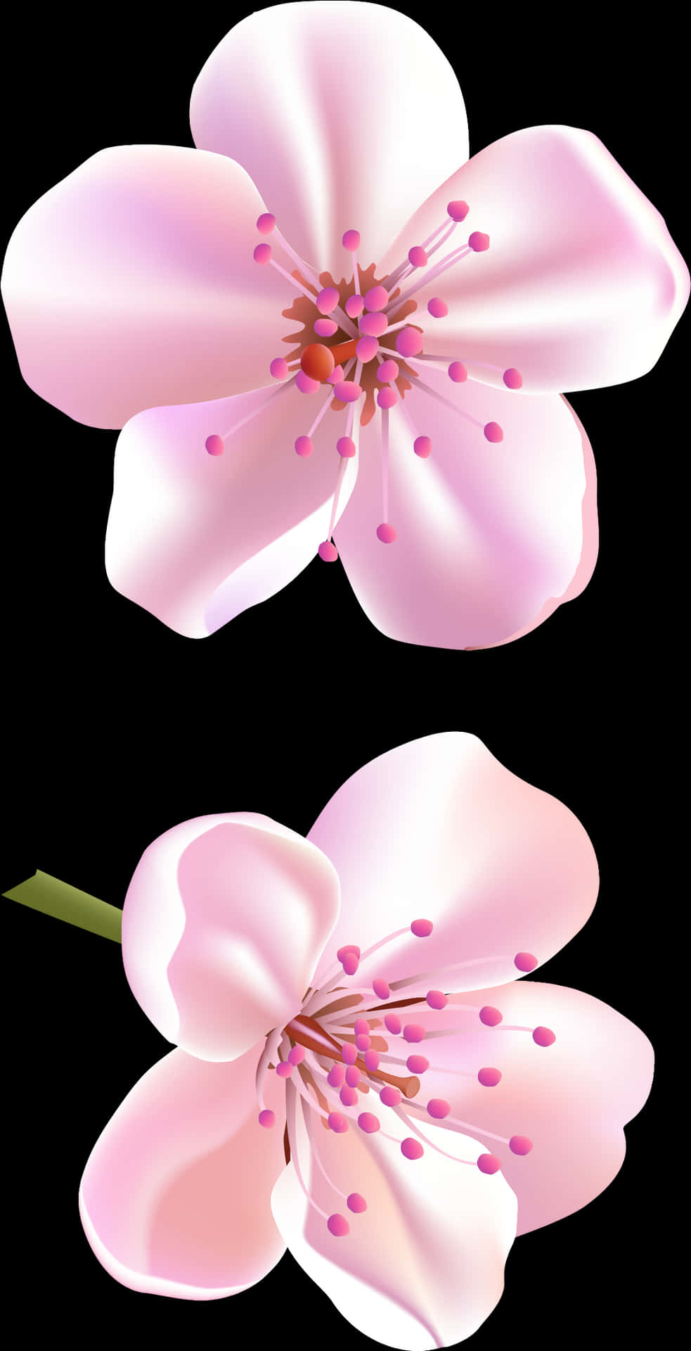 Cherry Blossom Illustration PNG image