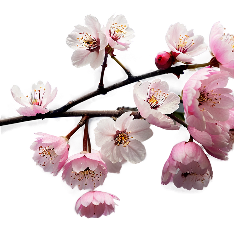 Cherry Blossom Infographic Png Vxi99 PNG image