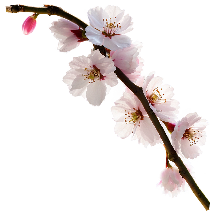 Cherry Blossom Timelapse Sequence Png 22 PNG image
