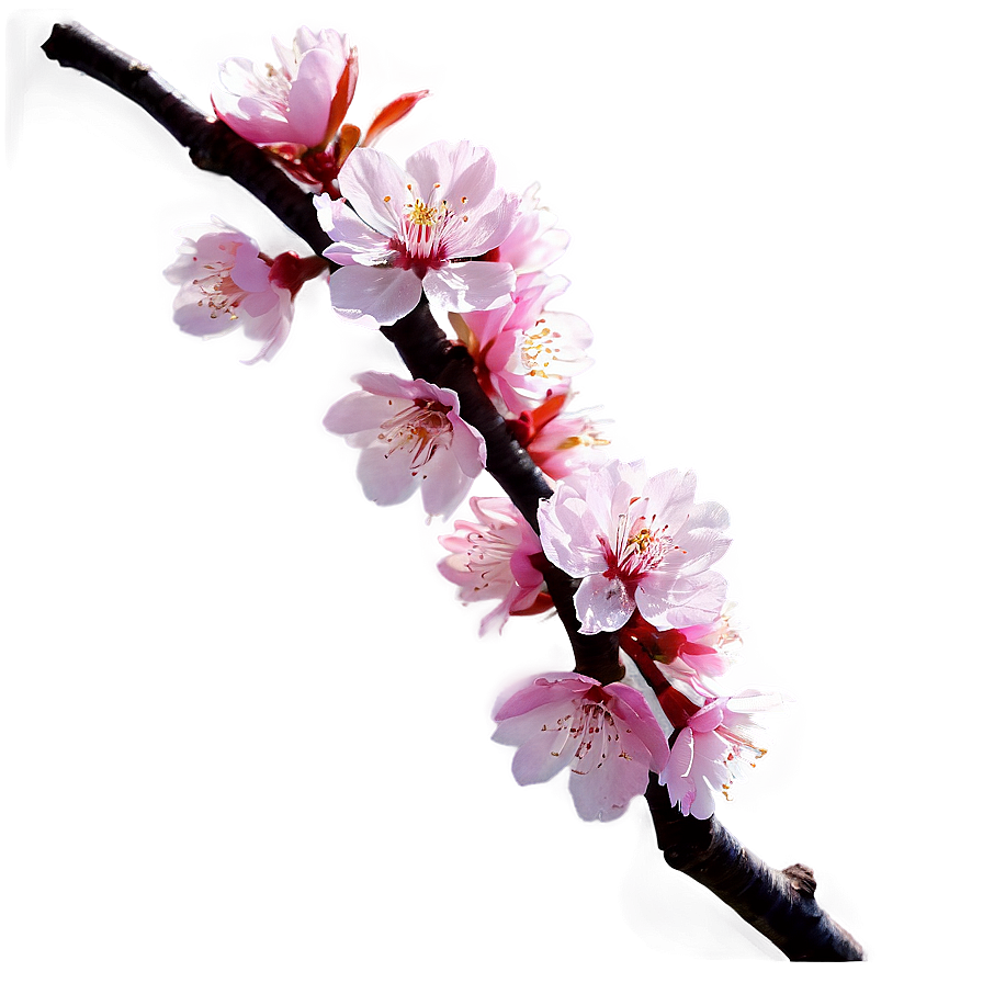Cherry Blossom With Sun Flare Png 05032024 PNG image