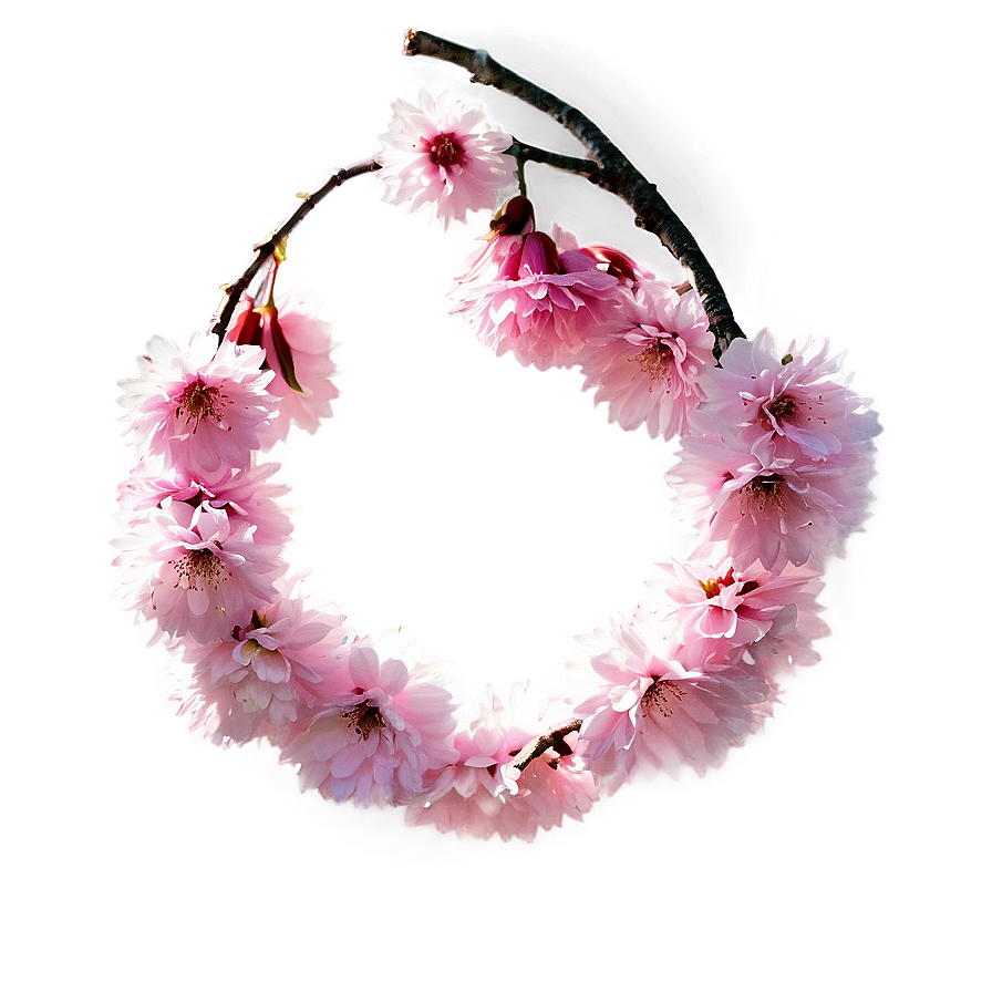 Cherry Blossom With Sun Flare Png 05032024 PNG image
