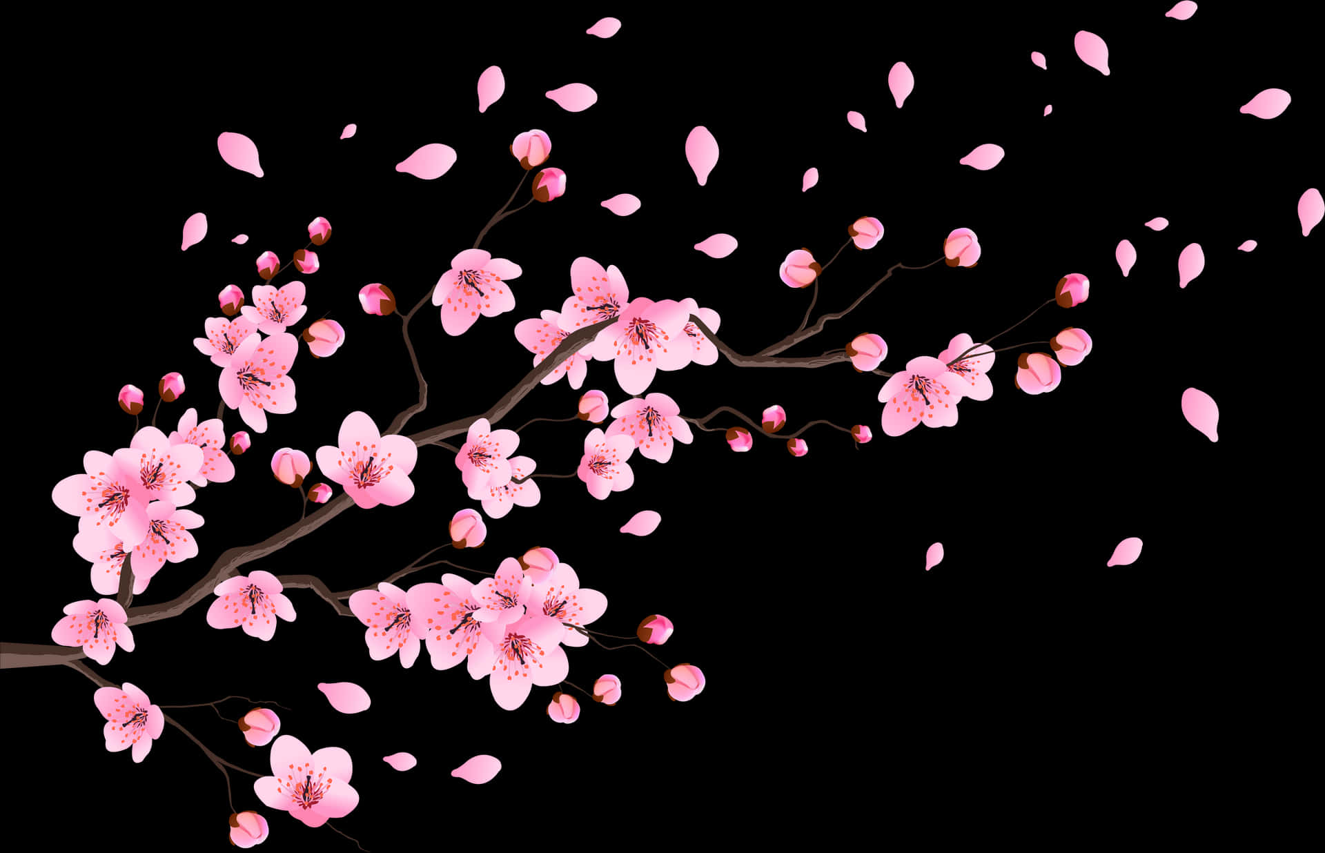 Cherry Blossoms Black Background PNG image