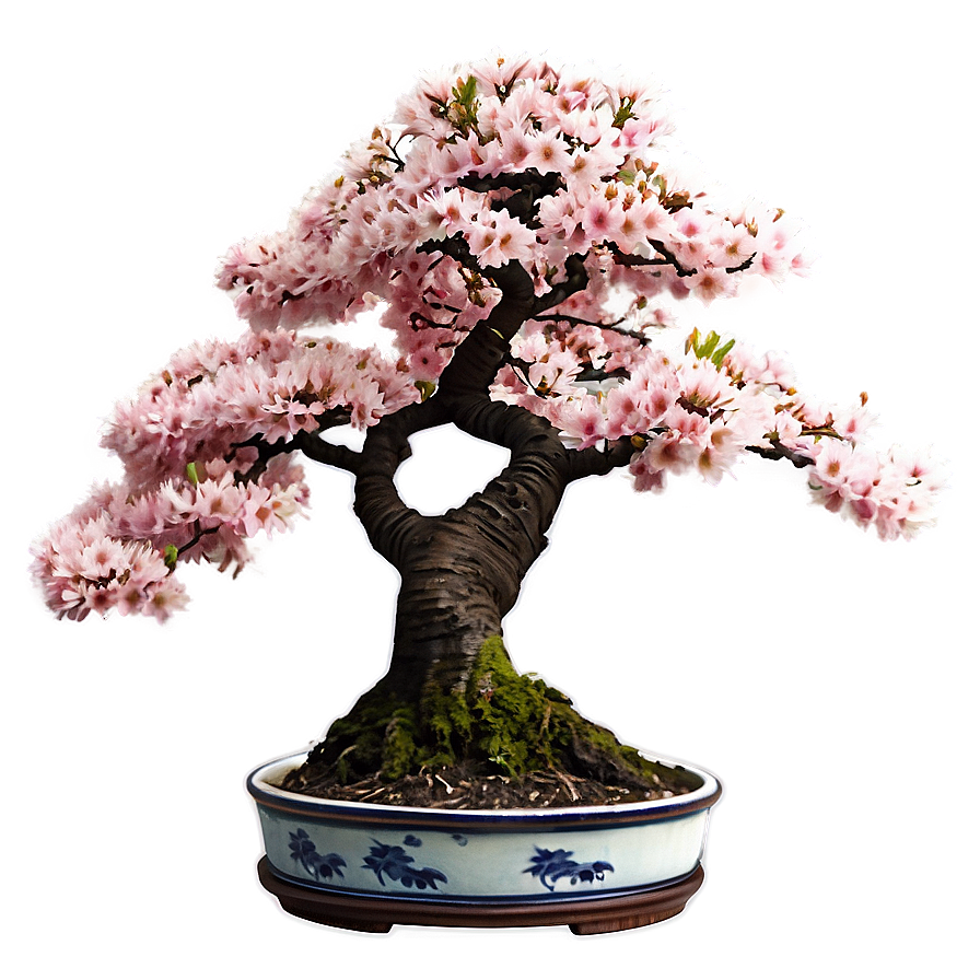 Cherry Tree Bonsai Png 06212024 PNG image