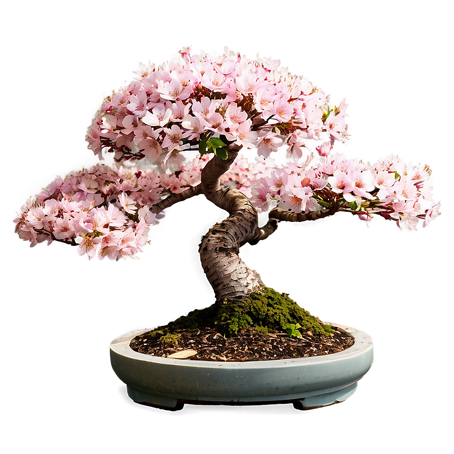 Cherry Tree Bonsai Png Jch PNG image