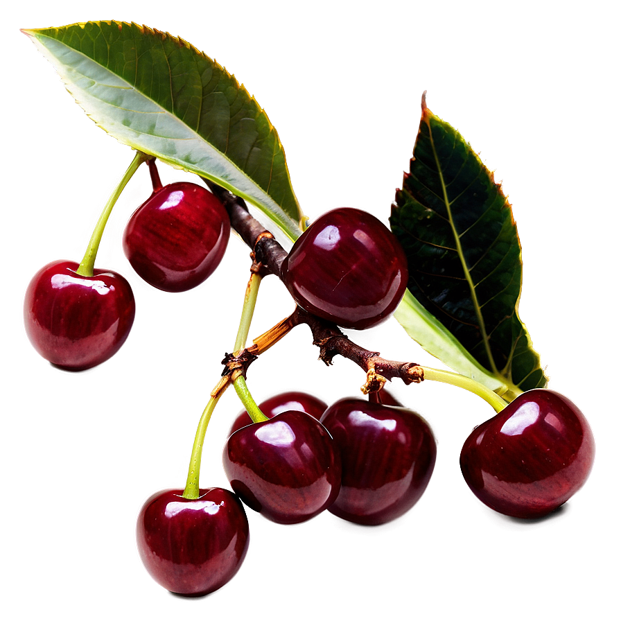 Cherry Tree Branch Png 44 PNG image