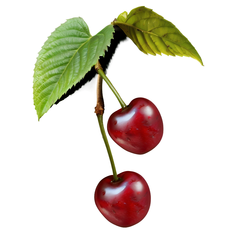 Cherry Vine Png 16 PNG image