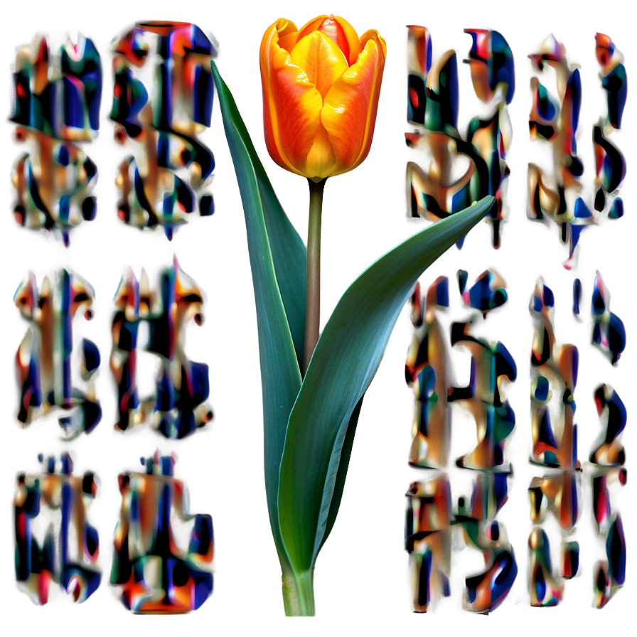 Chic Orange Tulip Png 06122024 PNG image