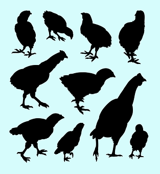 Chicken Silhouettes Collection PNG image