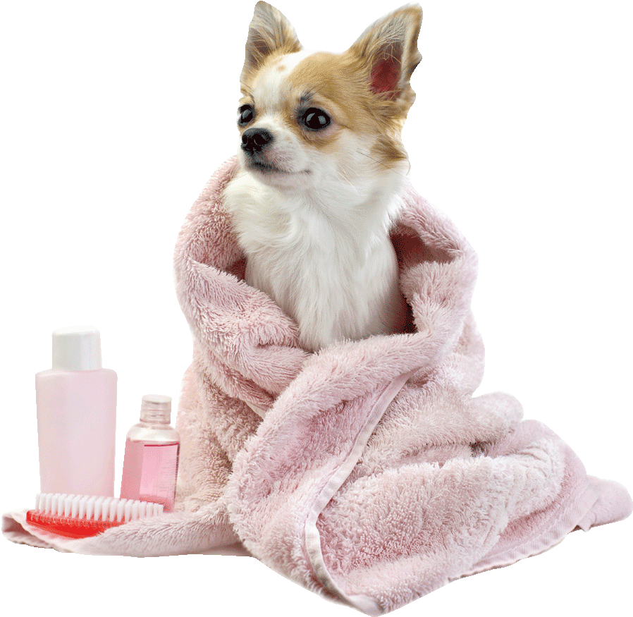 Chihuahua After Bath Cozy Towel PNG image