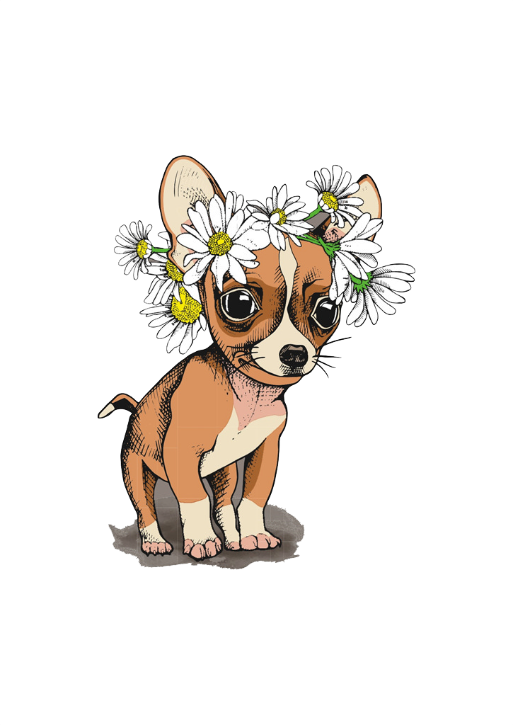 Chihuahuawith Daisy Flower Crown PNG image