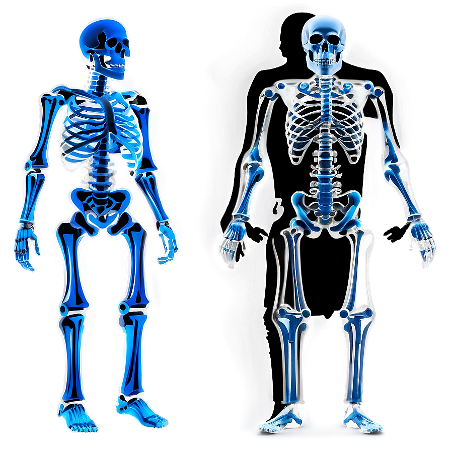 Child Vs Adult Skeletal System Png 06132024 PNG image