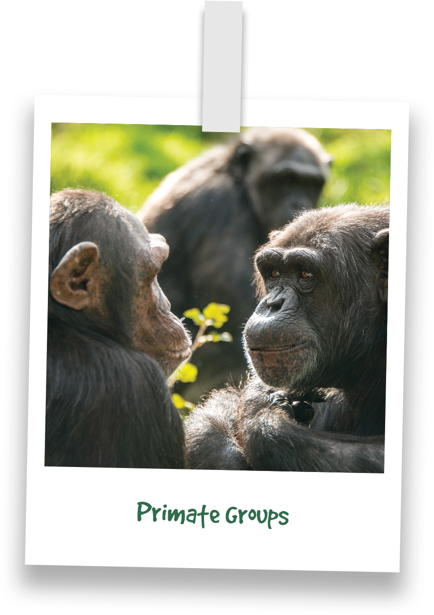 Chimpanzee Encounterin Greenery PNG image