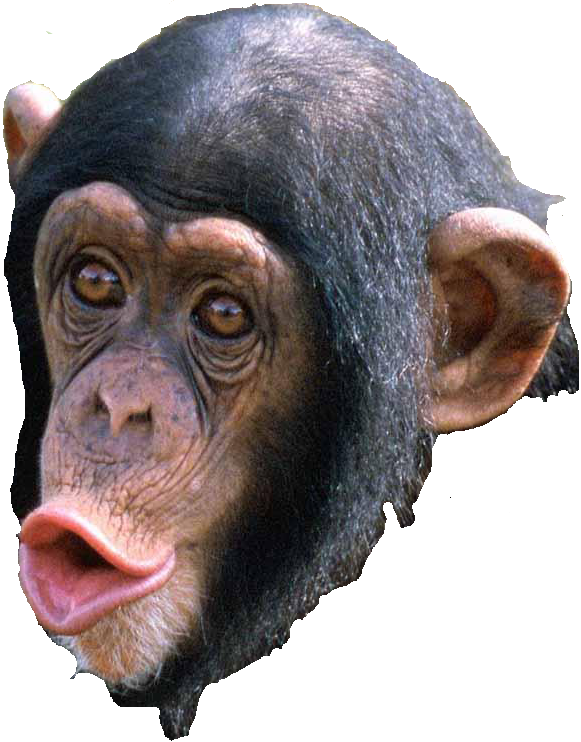 Chimpanzee Portrait Sticking Out Tongue.png PNG image