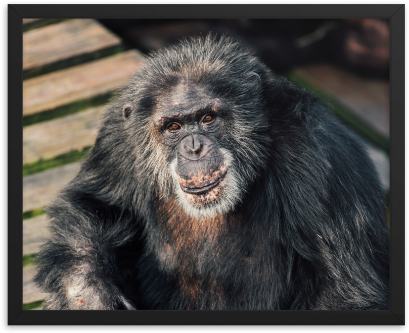 Chimpanzee Portrait Sunlight PNG image