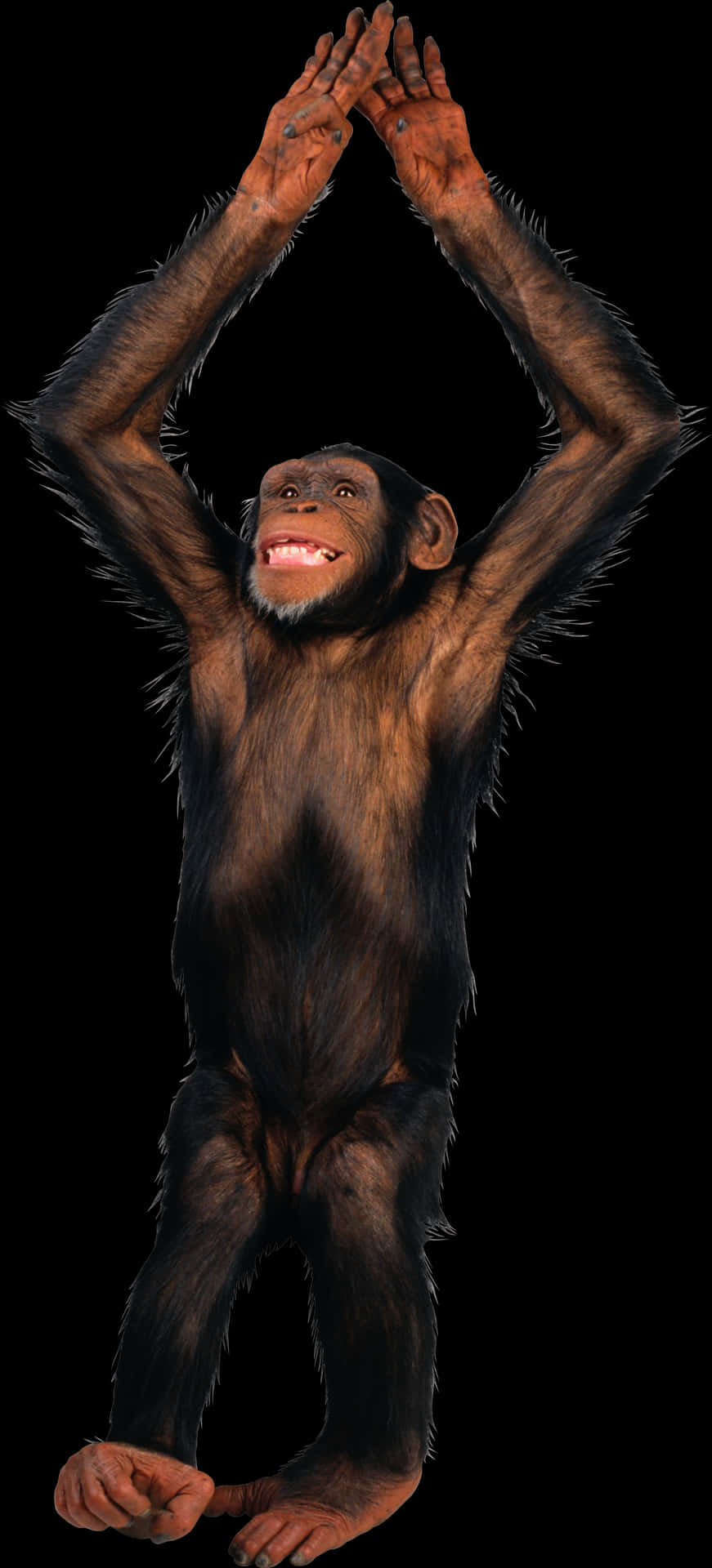 Chimpanzee_ Raising_ Arms PNG image