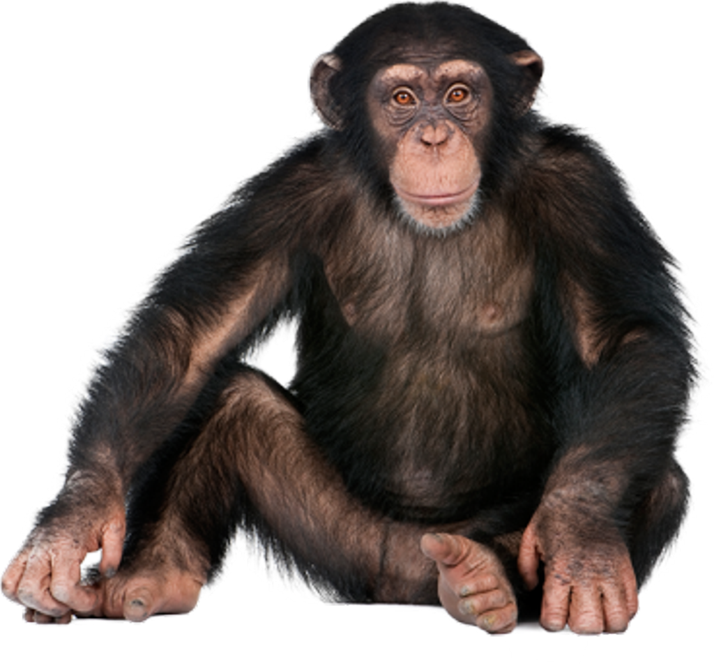 Chimpanzee Sitting Pose PNG image