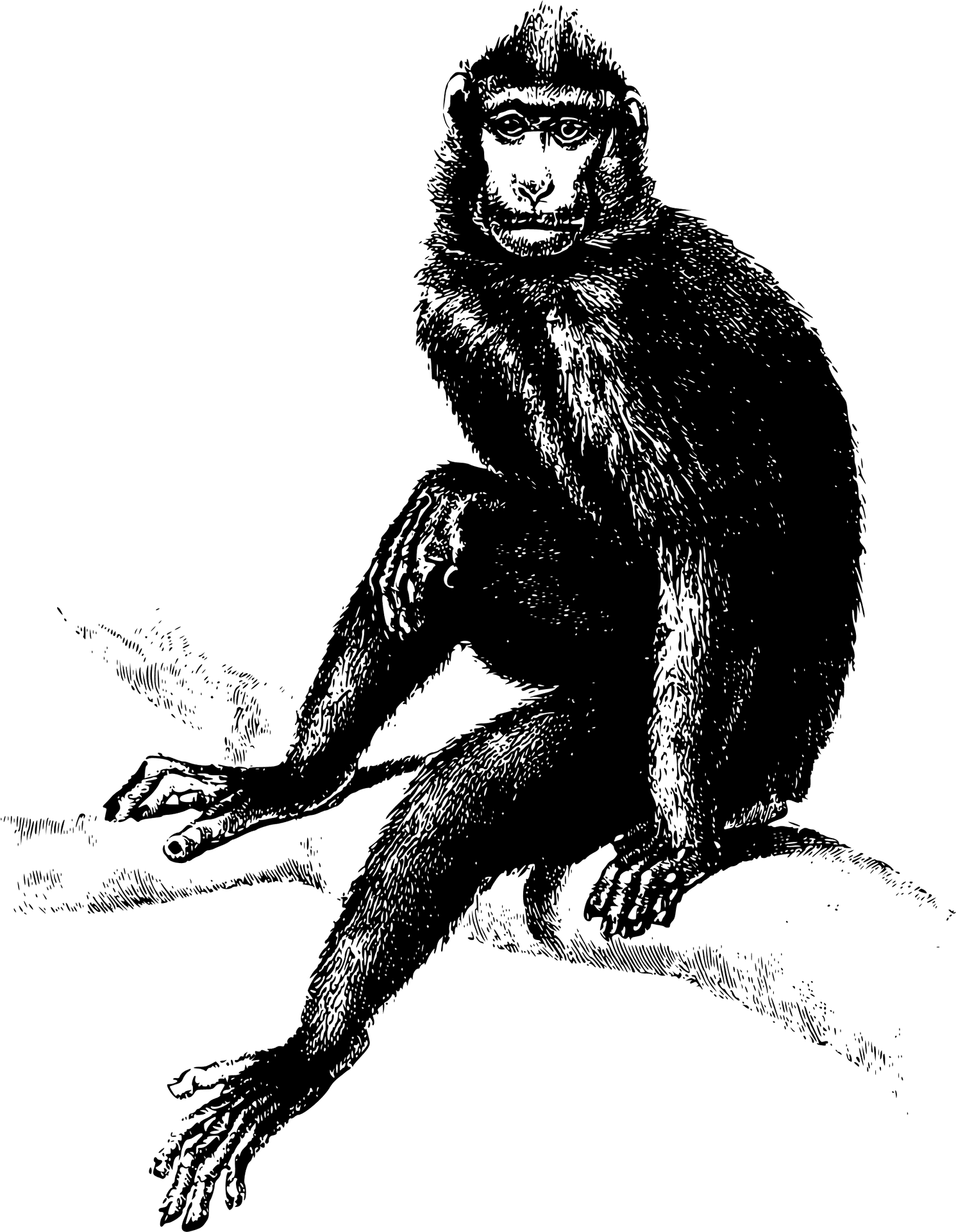 Chimpanzee Sketch Illustration PNG image