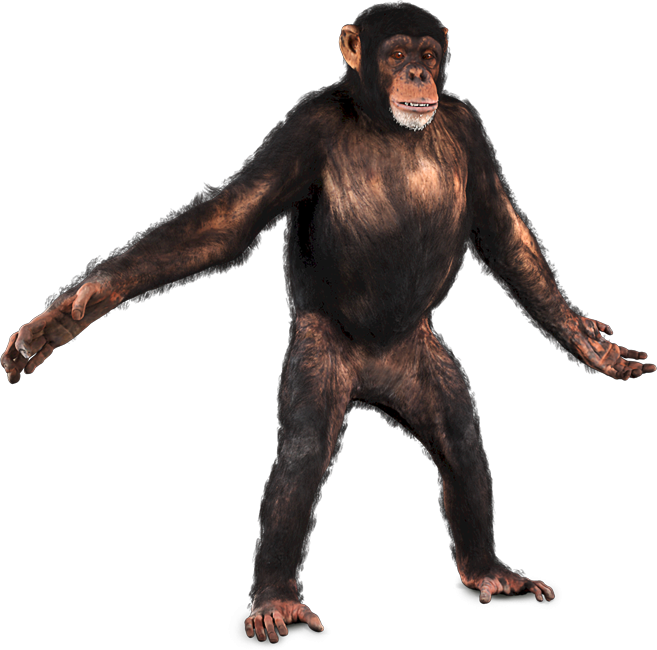 Chimpanzee Standing Transparent Background PNG image