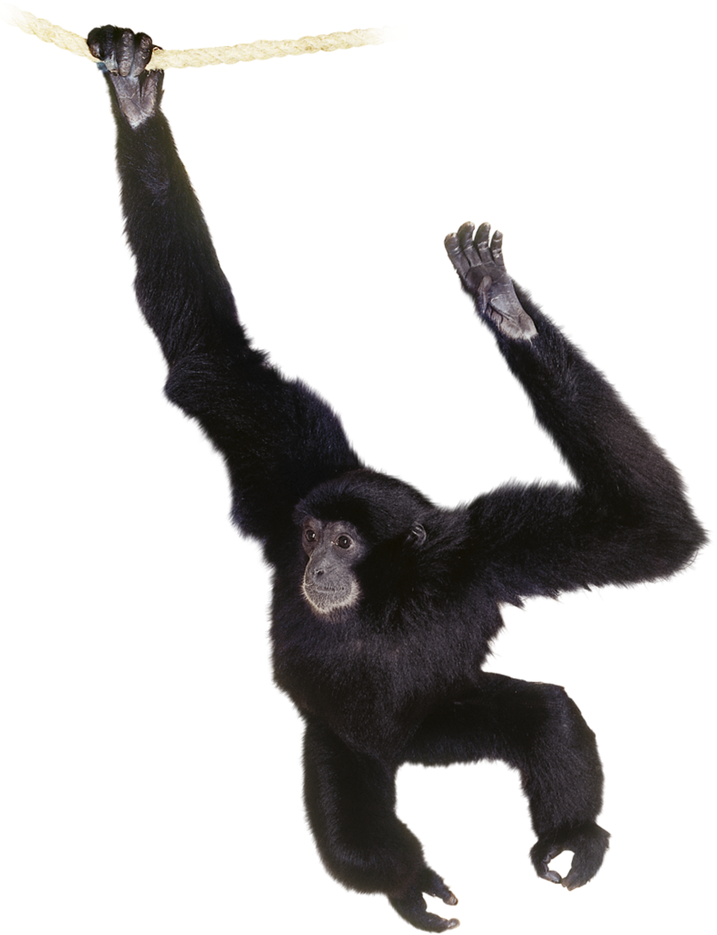 Chimpanzee Swingingon Rope PNG image