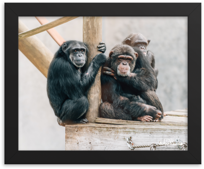 Chimpanzees_ Perched_ Together PNG image