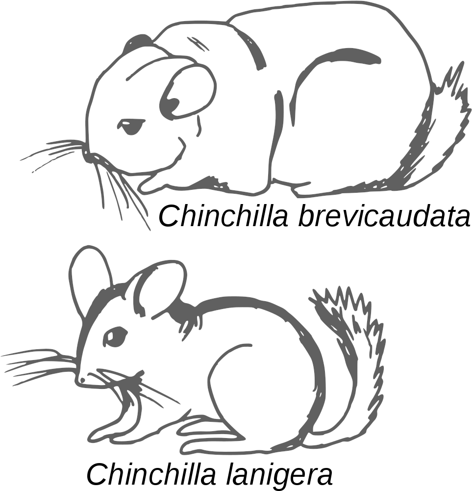 Chinchilla Brevicaudataand Lanigera Sketches PNG image