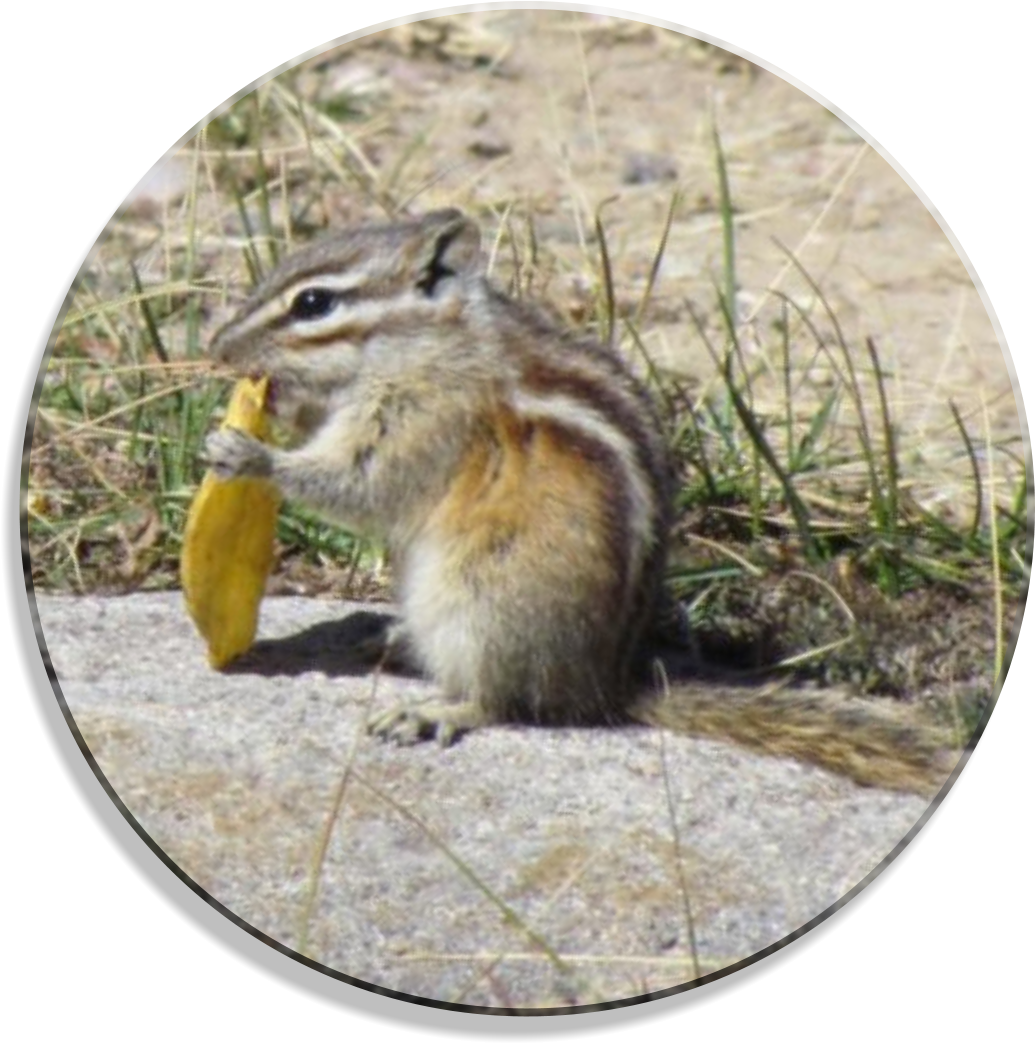 Chipmunk_ Eating_ Leaf.jpg PNG image