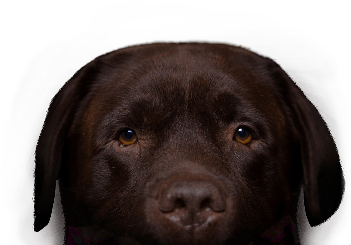 Chocolate Labrador Portrait PNG image