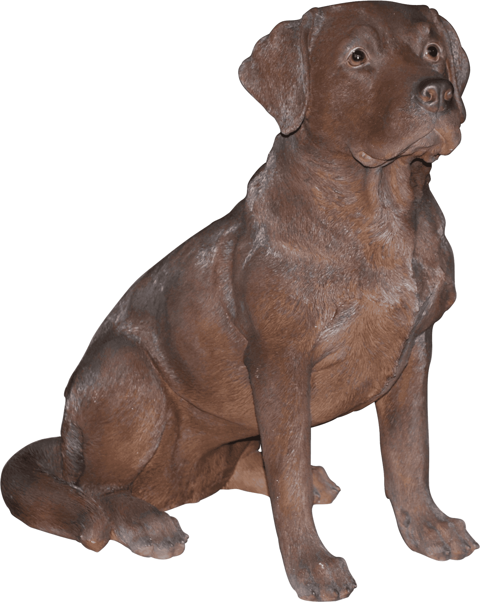 Chocolate Labrador Sitting Pose PNG image