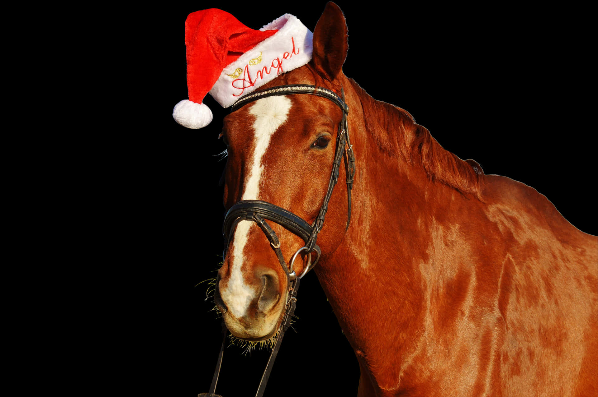 Christmas Horsein Santa Hat PNG image