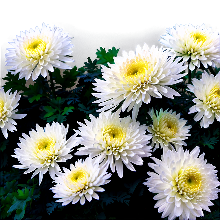 Chrysanthemum Flower Bush Png Kmo PNG image