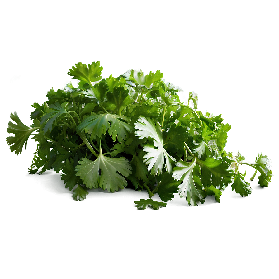 Cilantro Field Png Wul PNG image