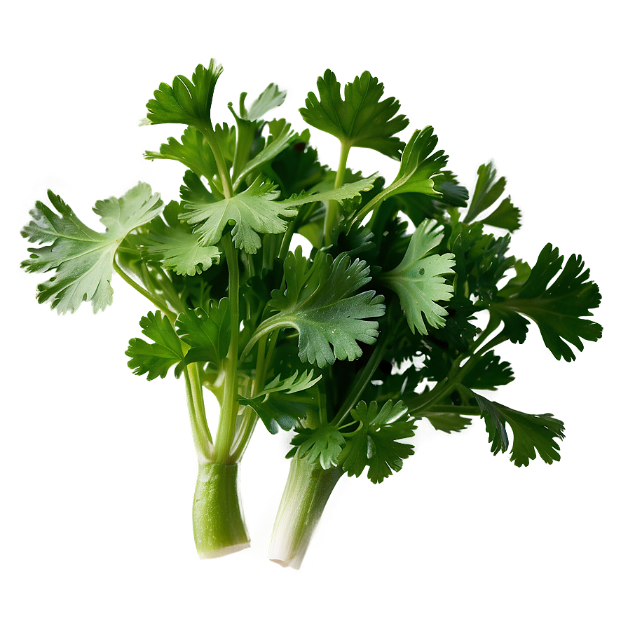 Cilantro Flat Lay Png 71 PNG image