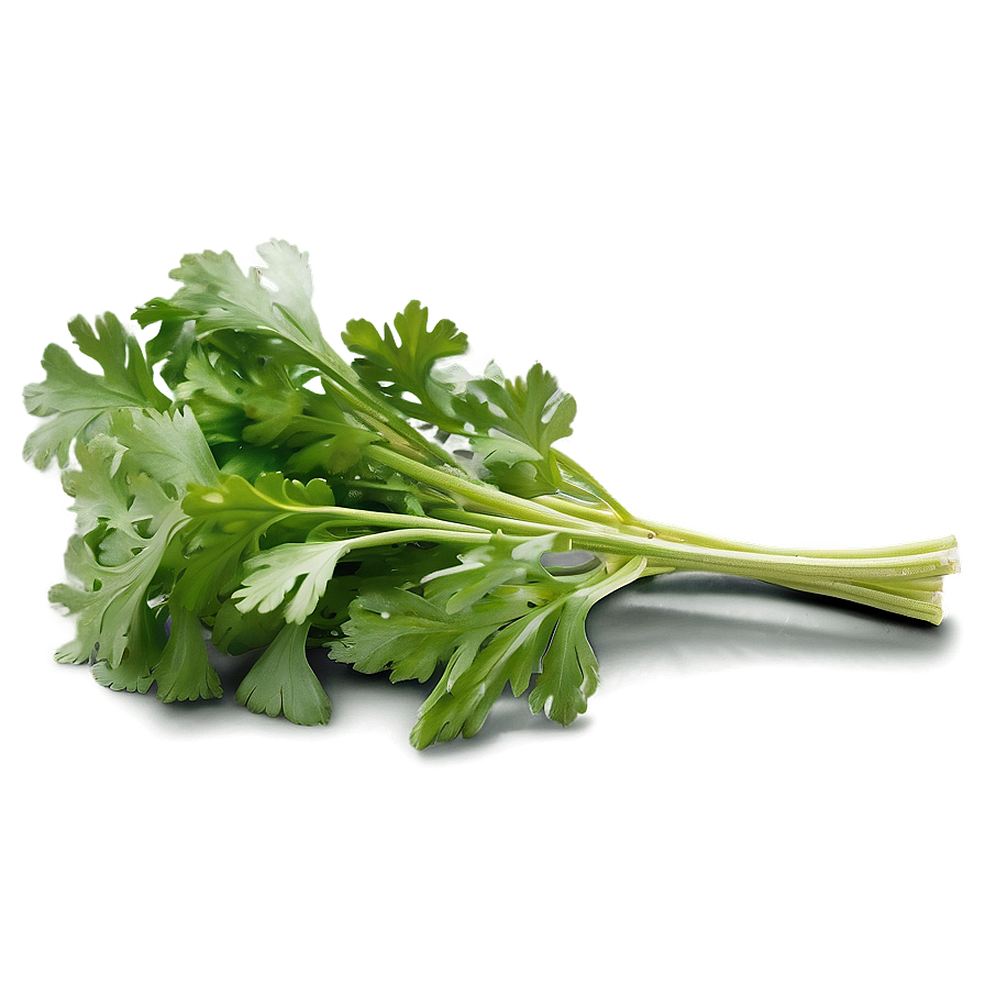 Cilantro Garnish Png Xqy PNG image