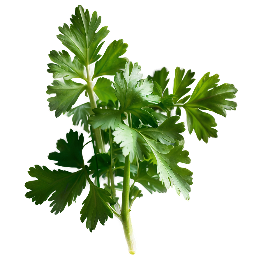 Cilantro Herb Png Vnk PNG image