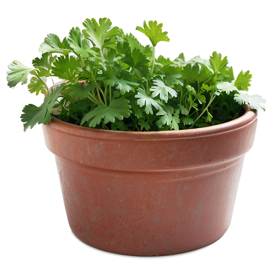 Cilantro In Pot Png 06212024 PNG image