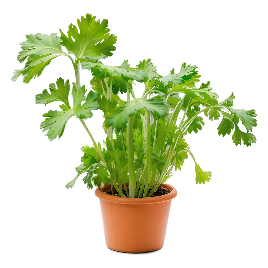 Cilantro In Pot Png 83 PNG image