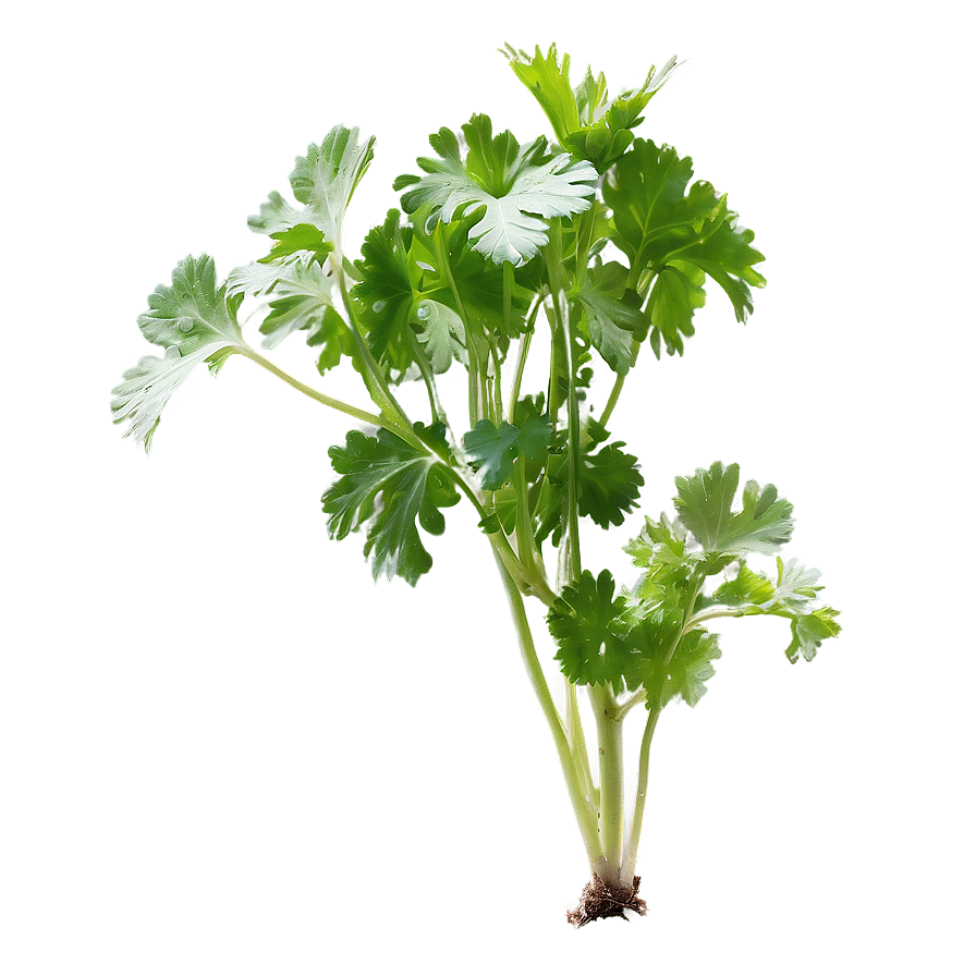 Cilantro In Soil Png Lxg PNG image